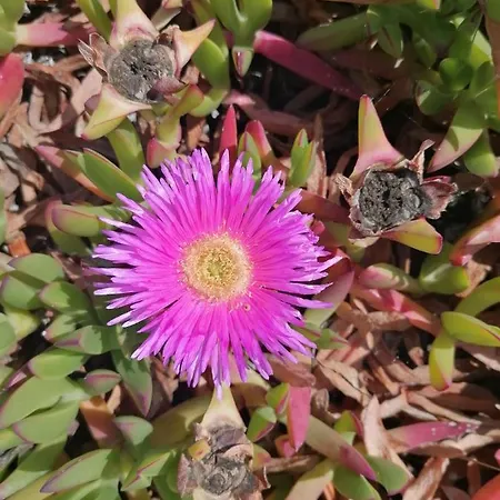 Holiday home Il Ulivo Funtana Meiga